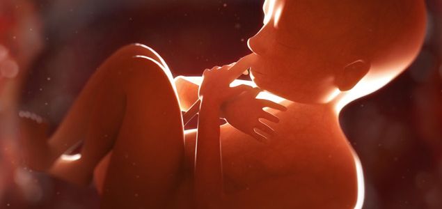 Die Entwicklung des Babys im Mutterbauch